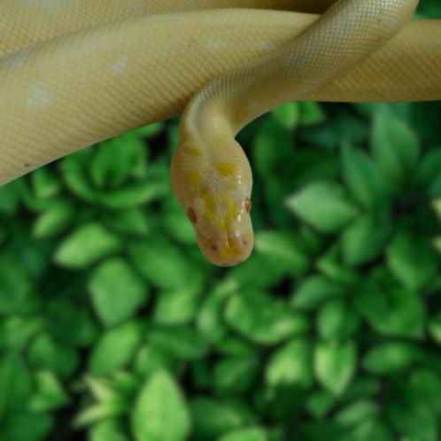 1.0 Python Regius Albino Spyder, Dieren en Toebehoren, Reptielen en Amfibieën, Slang, 3 tot 6 jaar, Tam