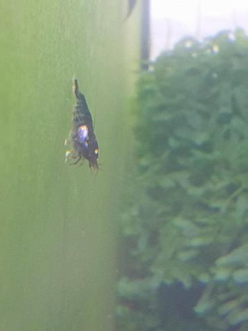 Caridina purple metallic OE