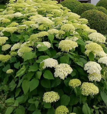 Hortensia 's 