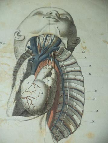 WRISBERG, plaque anatomique antique, dissection, anatomie, c