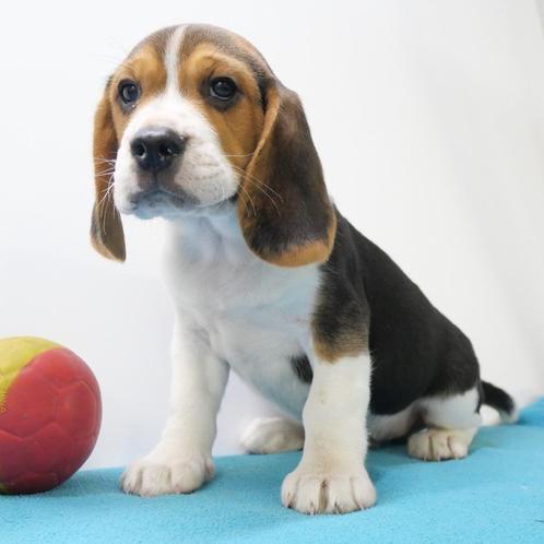Beagle - Belgische puppy's te koop, Dieren en Toebehoren, Honden | Beagles, Bassets en Lopende honden, Meerdere dieren, Beagle