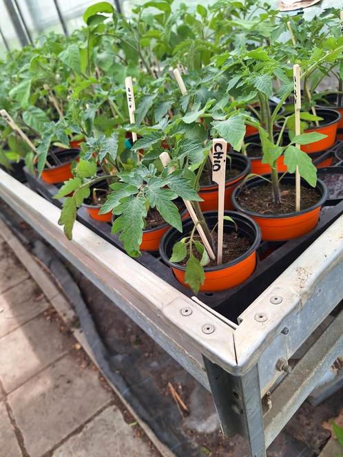 Tomatenplanten, Jardin & Terrasse, Plantes | Jardin, Enlèvement ou Envoi