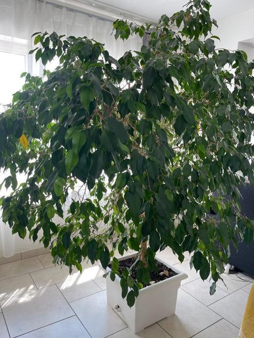 Grand  Ficus Benjamina avec pot réservoir, Maison & Meubles, Plantes d'intérieur, Ficus, 150 à 200 cm, Plante verte, Ombre partielle