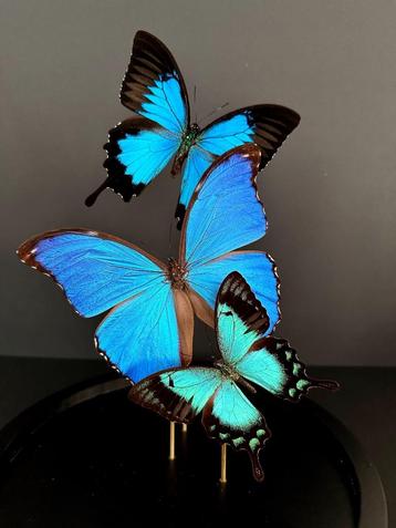 Prachtige vlucht van 3 exotische vlinders onder een glazen b