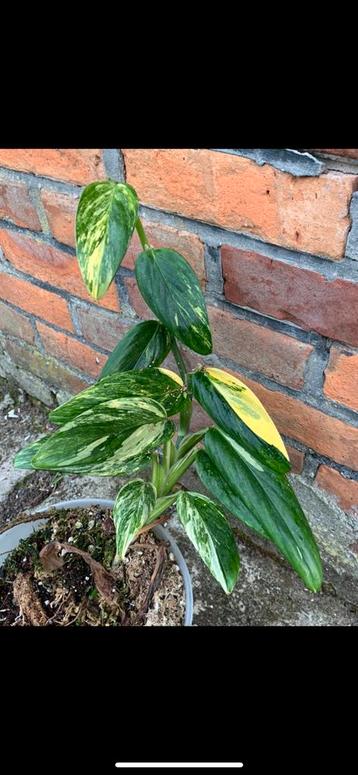 Monstera Standleyana Aurea Variegata Stek