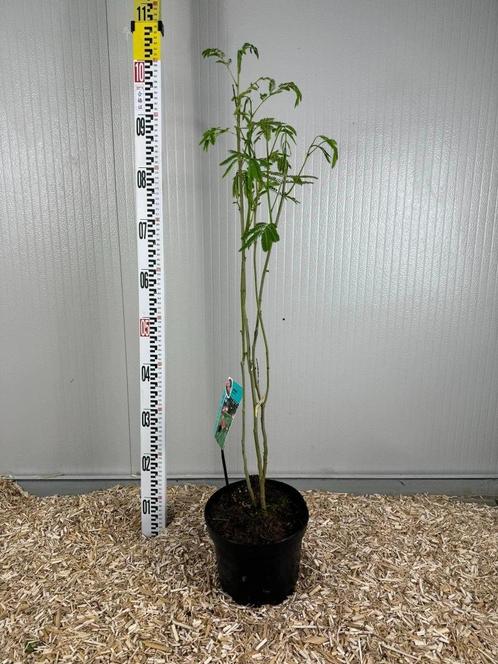 Superbes Albizia arbustifs  en pot de 3l a seulement 20€, Jardin & Terrasse, Plantes | Arbres, En pot, Enlèvement ou Envoi