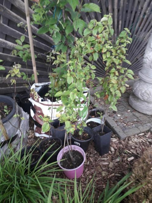 mooie  ' conference ' perenboompjes te koop, Jardin & Terrasse, Plantes | Arbres fruitiers, Poirier, Moins de 100 cm, Plein soleil