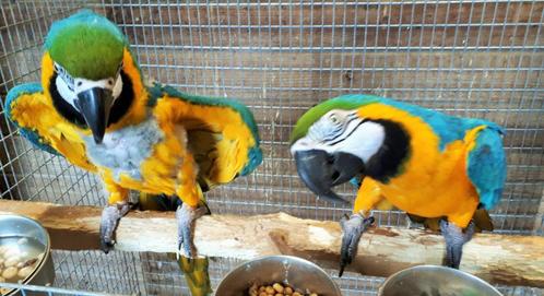 1-1 Arara Ararauna - prijs gewijzigd, Dieren en Toebehoren, Vogels | Parkieten en Papegaaien, Papegaai, Meerdere dieren, Geringd