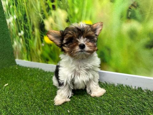 Chiots Yorkshire Terrier Biewer, Animaux & Accessoires, Chiens | Jack Russell & Terriers, Plusieurs animaux, Yorkshire Terrier