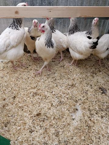 Les 6 derniers poulets Sussex purs et prêts à pondre (belle 