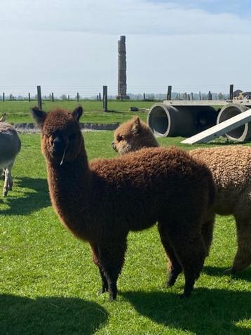 alpaca ruin