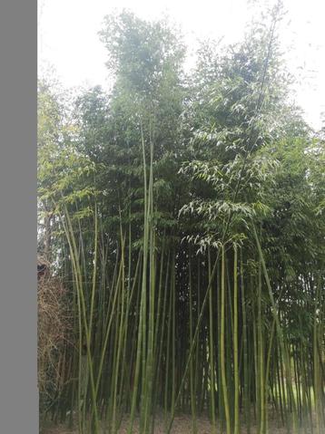 Bamboe haag of sierplanten 