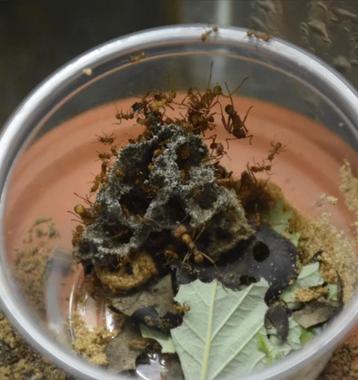 Acromyrmex octospinosus (fourmis coupeuses de feuilles)
