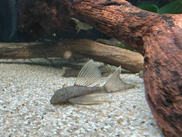 Ancistrus Green Dragon Long Fins