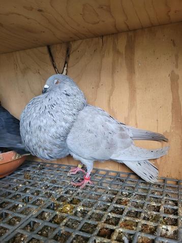 Pigeons Gaditano 