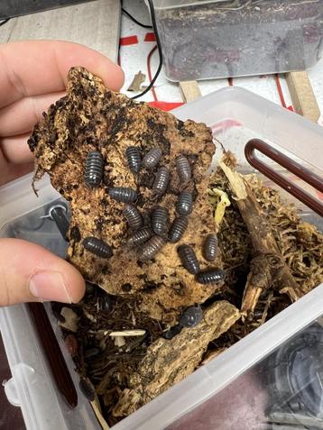 Isopodes, Cloportes Armadillidium Vulgare Sp. "Santa Lucia"