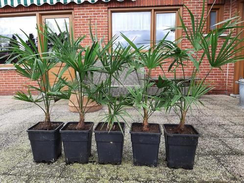 Winterharde palmbomen trachycarpus fortunei, Jardin & Terrasse, Plantes | Jardin, Plante fixe, Enlèvement