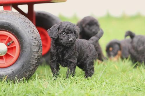 Toy Poedel - Mini Dwergpoedel puppy's, Belgisch Erkend Poede, Dieren en Toebehoren, Honden | Chihuahua's en Gezelschapshonden