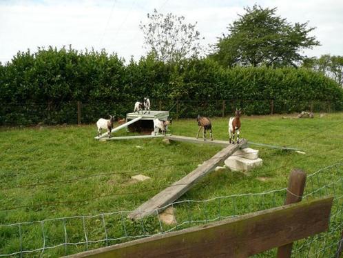 Prend en pension vos moutons gratuitement, Dieren en Toebehoren, Stalling en Weidegang, Weidegang