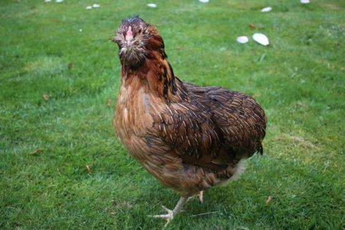 Araucana kippen jonge hennen beschikbaar, Animaux & Accessoires, Volatiles, Poule ou poulet, Femelle