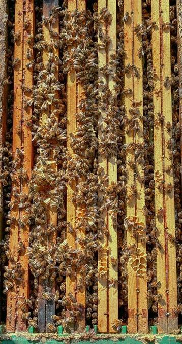 Colonies d'abeilles Buckfast