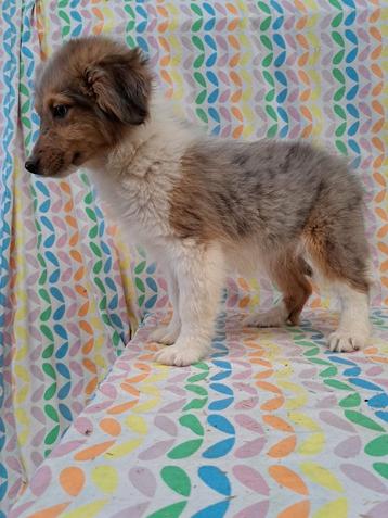 Chiots chien de berger Sheltie Shetland 