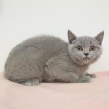 Chatons Soft British Shorthair à vendre