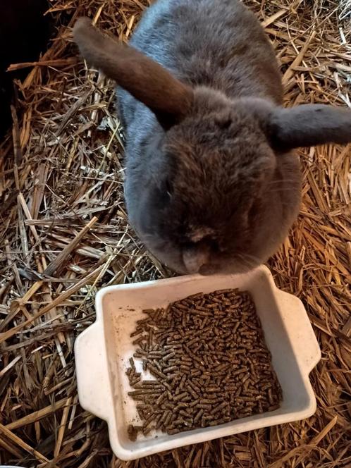 Grijs hangoor dwergkonijn, Dieren en Toebehoren, Konijnen, Dwerg, Vrouwelijk, 3 tot 5 jaar, Hangoor