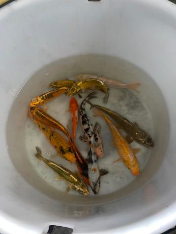 Carpe Koi / koi / Poissons d'étang / carpe