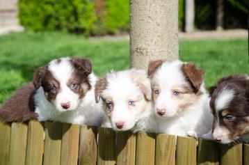 Border collie puppies geboren op boerderij