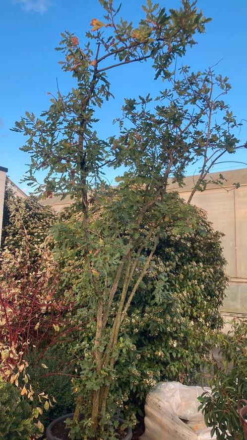 Quercus pubescens, Groenblijv. meerstam. boom C110L 250/300, Jardin & Terrasse, Plantes | Arbres, Enlèvement