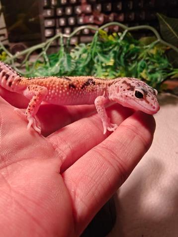 Luipaardgekko zoekt nieuw huisje (beschrijving)