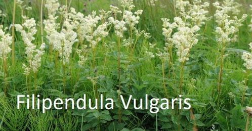 Filipendula vulgaris met fijn ingesneden blad., Tuin en Terras, Planten | Tuinplanten, Vaste plant, Volle zon, Zomer, Ophalen