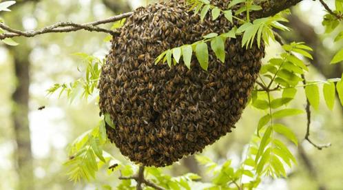 ramassez un essaim d'abeilles gratuitement, Animaux & Accessoires, Insectes & Araignées, Abeilles