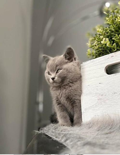 Britsekorthaar kittens, Dieren en Toebehoren, Katten en Kittens | Dekkaters, 0 tot 2 jaar