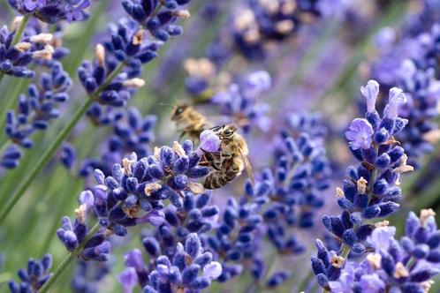 Lavendel Blue Dwarf, Jardin & Terrasse, Plantes | Jardin, Plante fixe, Plein soleil, Été, Enlèvement