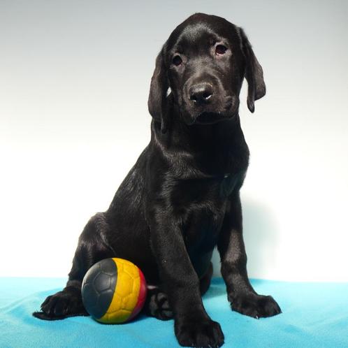 Labrador Retriever (Noir) - chiots Belges à vendre, Animaux & Accessoires, Chiens | Retrievers, Épagneuls & Chiens d'eau, Plusieurs animaux
