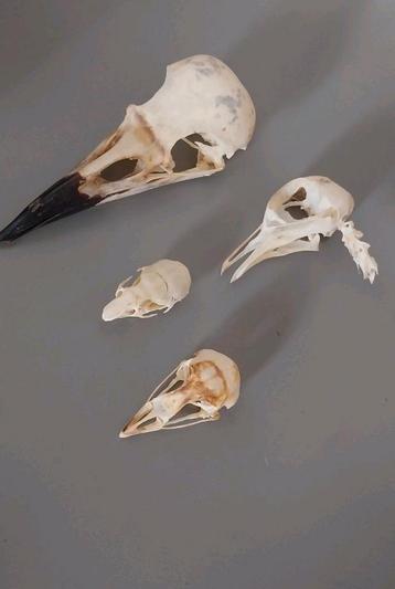 Collection crânes animaux cabinet de curiosités 