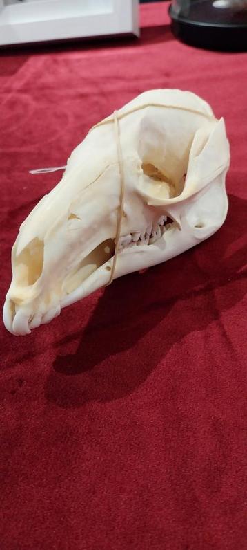 Crâne wallaby collection ostéologie 