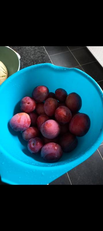 Gratis jonge pruimenboompjes