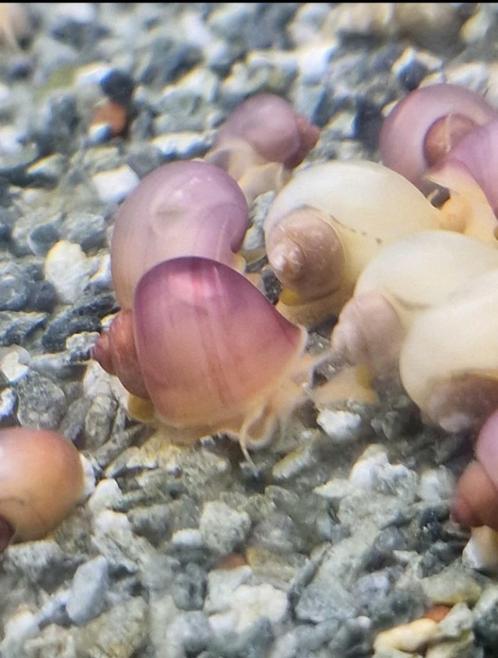 Appelslakken/Mystery snails. Verzending mogelijk, Animaux & Accessoires, Poissons | Poissons d'aquarium, Poisson d'eau douce, Escargot ou Mollusque