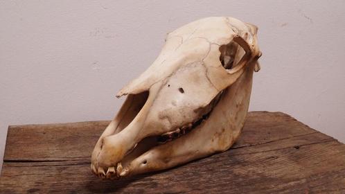 ezel schedel, Collections, Collections Animaux, Utilisé, Crâne, Animal sauvage, Enlèvement ou Envoi