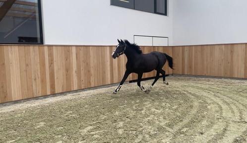 Zadelmak maken en doorrijden op locatie, Animaux & Accessoires, Chevaux & Poneys | Selles, Enlèvement ou Envoi