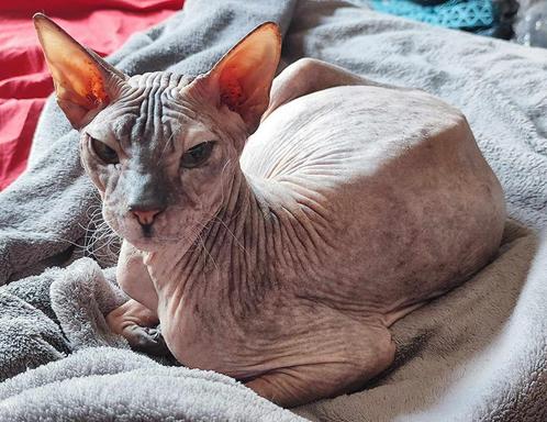 Donskoy / Don Sphynx poes Persiana met stamboom, Animaux & Accessoires, Chats & Chatons | Chats de race | Poil ras, Chatte ou Chat