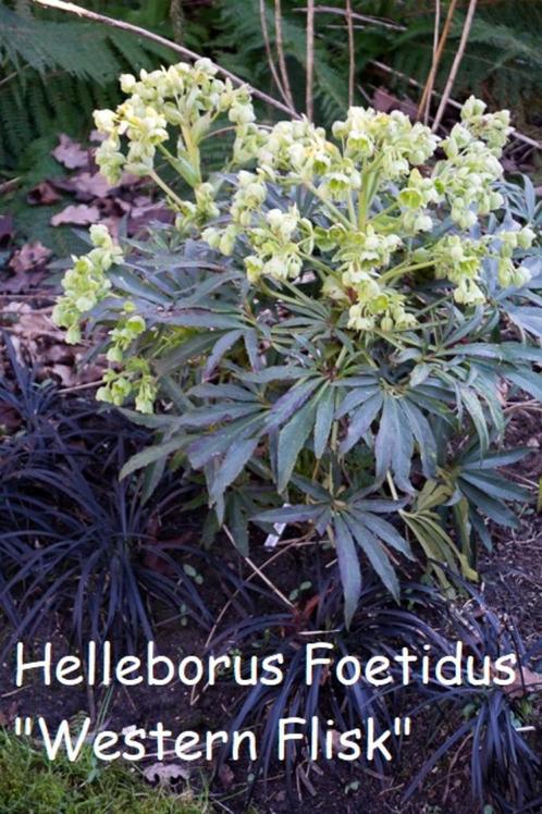 Helleborus Foetidus "Western Flisk", winterbloeier !!, Tuin en Terras, Planten | Tuinplanten, Vaste plant, Halfschaduw, Winter