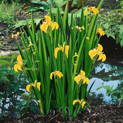 Gele irissen, Tuin en Terras, Vijvers, Zo goed als nieuw, Ophalen of Verzenden