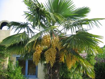 trachycarpus palmbomen eigen kweek 
