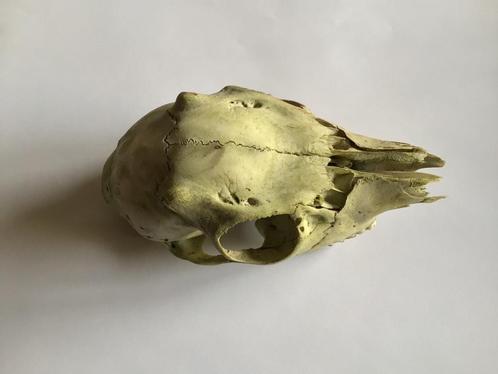 Crâne de cerf et d'oiseau - matériel pédagogique de biologie, Collections, Collections Animaux, Crâne, Oiseaux, Enlèvement