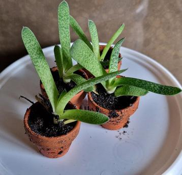 Gasteria : socculent-vetplant in terra cotta potje