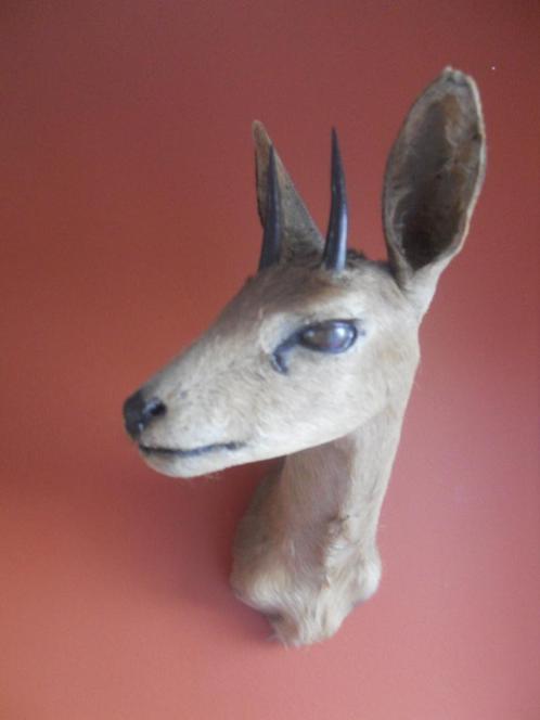 Antilope, Collections, Collections Animaux, Comme neuf, Animal empaillé, Animal sauvage, Enlèvement